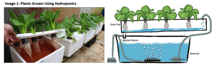 NV Interim Assessment Unit 5: Hydroponics